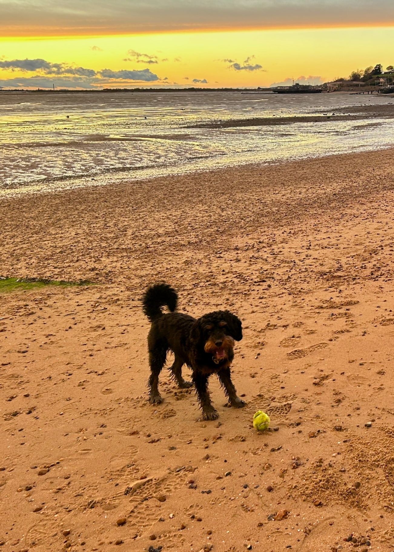 Happy dog playing on the beach at sunset